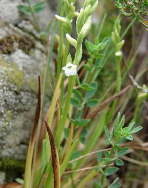 Fotografia 9 da espécie Spiranthes aestivalis no Jardim Botânico UTAD