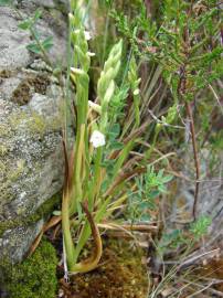 Fotografia da espécie Spiranthes aestivalis