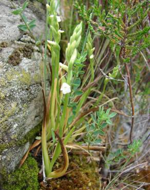 Fotografia 10 da espécie Spiranthes aestivalis no Jardim Botânico UTAD