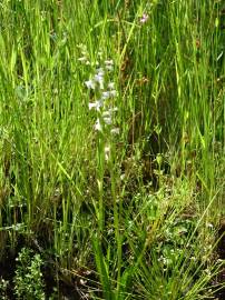 Fotografia da espécie Spiranthes aestivalis