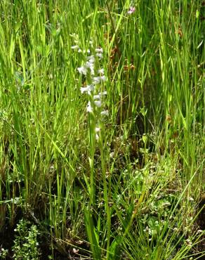 Fotografia 11 da espécie Spiranthes aestivalis no Jardim Botânico UTAD