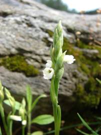 Fotografia da espécie Spiranthes aestivalis