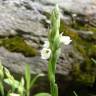 Fotografia 12 da espécie Spiranthes aestivalis do Jardim Botânico UTAD