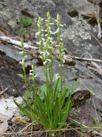 Fotografia da espécie Spiranthes aestivalis