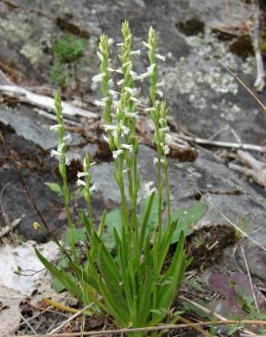 Fotografia 13 da espécie Spiranthes aestivalis no Jardim Botânico UTAD