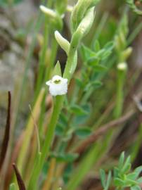 Fotografia da espécie Spiranthes aestivalis