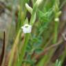 Fotografia 14 da espécie Spiranthes aestivalis do Jardim Botânico UTAD