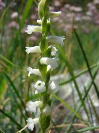 Fotografia da espécie Spiranthes aestivalis