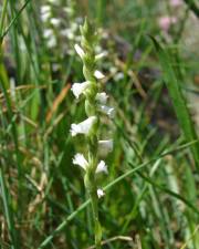 Fotografia da espécie Spiranthes aestivalis