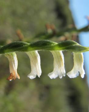 Fotografia 16 da espécie Spiranthes aestivalis no Jardim Botânico UTAD