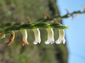 Fotografia da espécie Spiranthes aestivalis