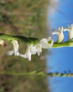 Fotografia 17 da espécie Spiranthes aestivalis no Jardim Botânico UTAD