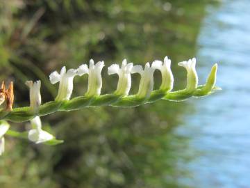 Fotografia da espécie Spiranthes aestivalis