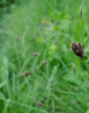 Fotografia 6 da espécie Schoenus nigricans no Jardim Botânico UTAD