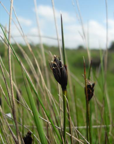 Fotografia de capa Schoenus nigricans - do Jardim Botânico