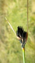 Fotografia da espécie Schoenus nigricans