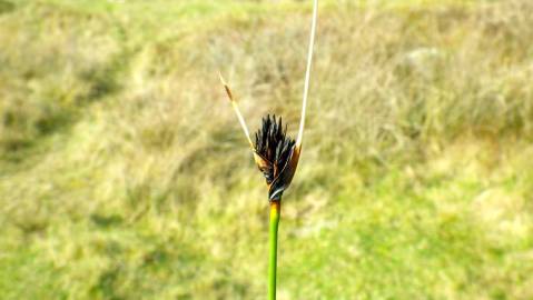 Fotografia da espécie Schoenus nigricans