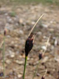 Fotografia da espécie Schoenus nigricans