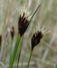 Fotografia da espécie Schoenus nigricans