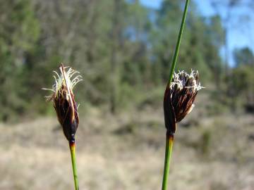 Fotografia da espécie Schoenus nigricans