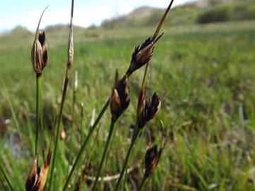 Fotografia da espécie Schoenus nigricans