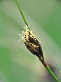 Fotografia da espécie Schoenus nigricans