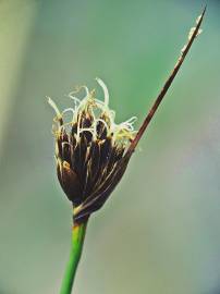 Fotografia da espécie Schoenus nigricans