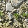 Fotografia 4 da espécie Sagina apetala do Jardim Botânico UTAD