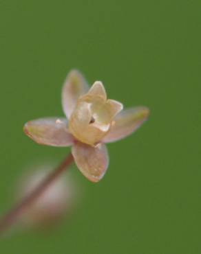 Fotografia 5 da espécie Sagina apetala no Jardim Botânico UTAD