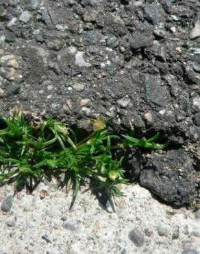 Fotografia 8 da espécie Sagina apetala no Jardim Botânico UTAD