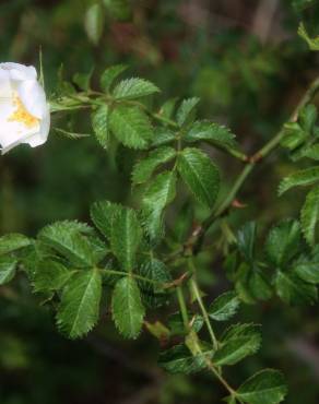 Fotografia 2 da espécie Rosa micrantha no Jardim Botânico UTAD