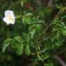 Fotografia 2 da espécie Rosa micrantha do Jardim Botânico UTAD