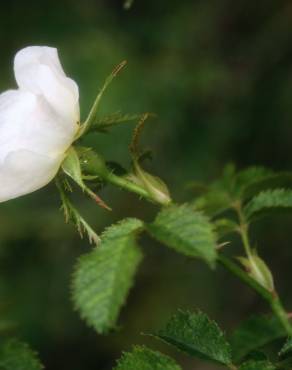 Fotografia 1 da espécie Rosa micrantha no Jardim Botânico UTAD