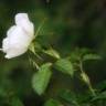Fotografia 1 da espécie Rosa micrantha do Jardim Botânico UTAD