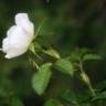 Fotografia 1 da espécie Rosa micrantha do Jardim Botânico UTAD