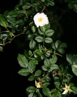 Fotografia 4 da espécie Rosa micrantha no Jardim Botânico UTAD