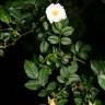 Fotografia 4 da espécie Rosa micrantha do Jardim Botânico UTAD