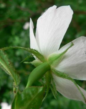 Fotografia 5 da espécie Rosa micrantha no Jardim Botânico UTAD