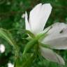 Fotografia 5 da espécie Rosa micrantha do Jardim Botânico UTAD