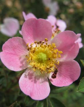 Fotografia 7 da espécie Rosa micrantha no Jardim Botânico UTAD