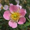 Fotografia 7 da espécie Rosa micrantha do Jardim Botânico UTAD