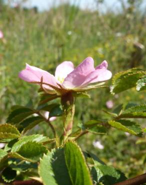 Fotografia 11 da espécie Rosa micrantha no Jardim Botânico UTAD