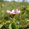 Fotografia 11 da espécie Rosa micrantha do Jardim Botânico UTAD