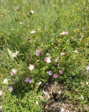 Fotografia 12 da espécie Rosa micrantha no Jardim Botânico UTAD