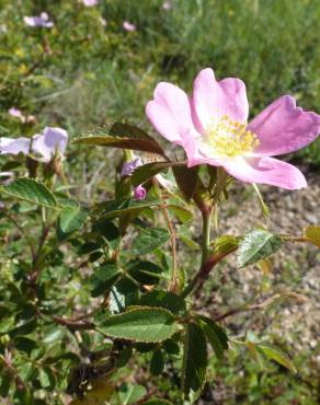 Fotografia 13 da espécie Rosa micrantha no Jardim Botânico UTAD