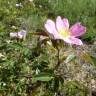 Fotografia 13 da espécie Rosa micrantha do Jardim Botânico UTAD