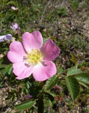 Fotografia 14 da espécie Rosa micrantha no Jardim Botânico UTAD