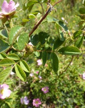 Fotografia 15 da espécie Rosa micrantha no Jardim Botânico UTAD