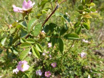 Fotografia da espécie Rosa micrantha