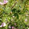 Fotografia 15 da espécie Rosa micrantha do Jardim Botânico UTAD